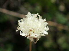 Cephalaria leucantha