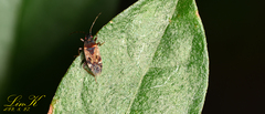 Neolethaeus dallasi