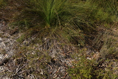 Acacia ulicifolia