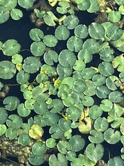 Nymphoides peltata