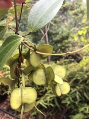 Dioscorea cirrhosa