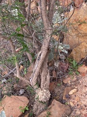 Anthocercis genistoides