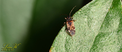 Neolethaeus dallasi