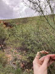 Anthocercis genistoides