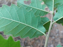 Quercus faginea