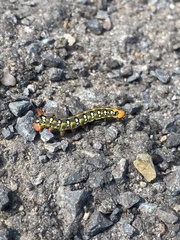 Hyles euphorbiae