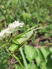 Tettigonia cantans