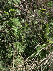 Cephalaria leucantha