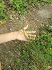 Poaceae