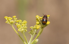 Coptocephala