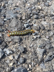 Hyles euphorbiae