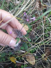 Clinopodium caucasicum