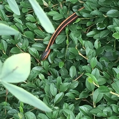 Thamnophis ordinoides