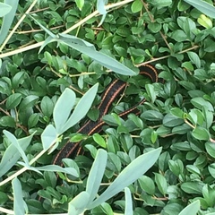 Thamnophis ordinoides