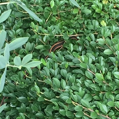 Thamnophis ordinoides