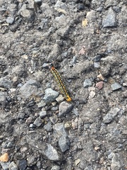 Hyles euphorbiae