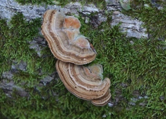 Trametes betulina