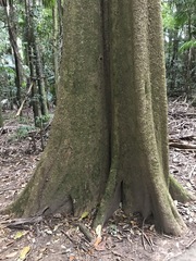 Dendrocnide excelsa