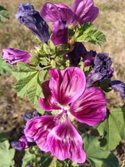 Malva sylvestris