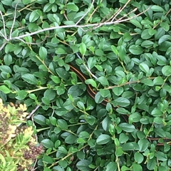 Thamnophis ordinoides