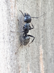 Camponotus vagus