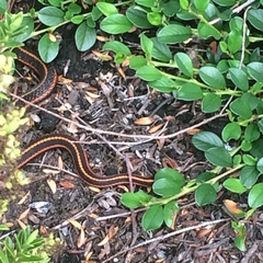 Thamnophis ordinoides