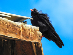 Pyrrhocorax pyrrhocorax