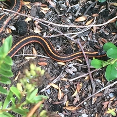 Thamnophis ordinoides
