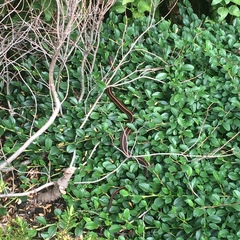 Thamnophis ordinoides