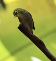 Zosterops japonicus