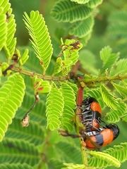 Clytra subfasciata
