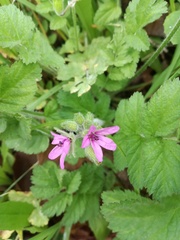Erodium malacoides