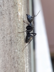 Camponotus vagus
