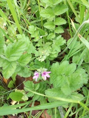Erodium malacoides