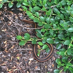 Thamnophis ordinoides