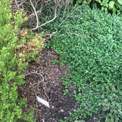 Thamnophis ordinoides