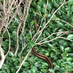 Thamnophis ordinoides