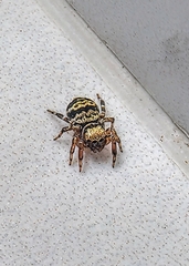 Thorelliola ensifera