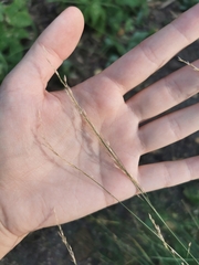 Poaceae