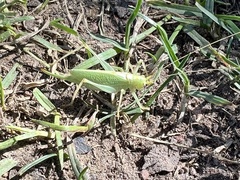 Meconema thalassinum