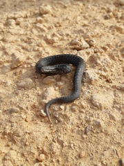 Vipera seoanei