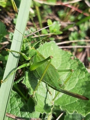 Tettigonia cantans