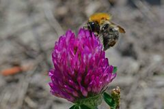 Bombus pascuorum