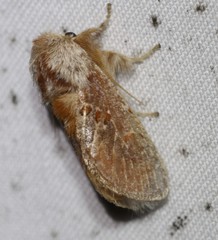 Pseudanapaea denotata