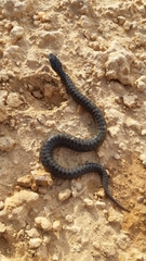 Vipera seoanei