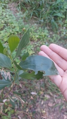 Acacia leiocalyx