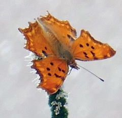 Polygonia egea