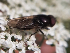 Cheilosia