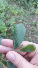 Acacia leiocalyx