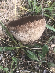 Lycoperdon utriforme